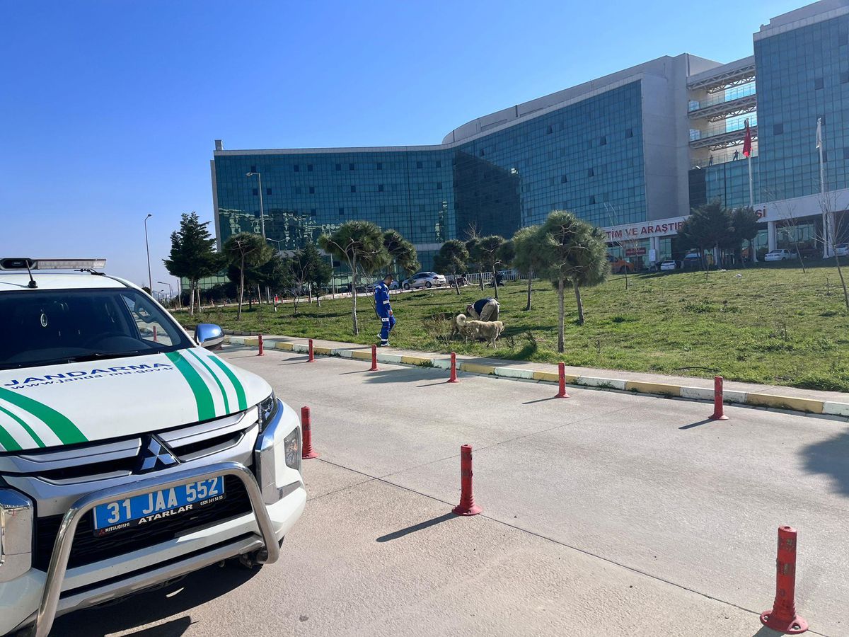 Son dakika haber: Hatay\'da jandarma ekipleri sokak hayvanlarını besledi