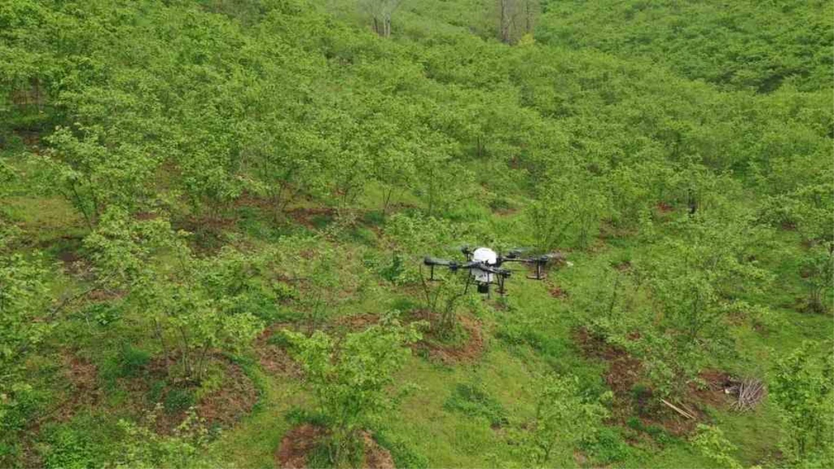 Ordu\'da fındık bahçeleri insansız hava araçları ile ilaçlanacak