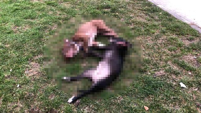 Çocuk parkında dehşet...Kendilerine saldıran Pitbull köpekleri tabancayla öldürdüler