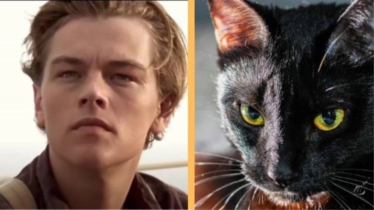 DiCaprio\'nun yeni aşkı! İşte Titanik filminin kedili versiyonu