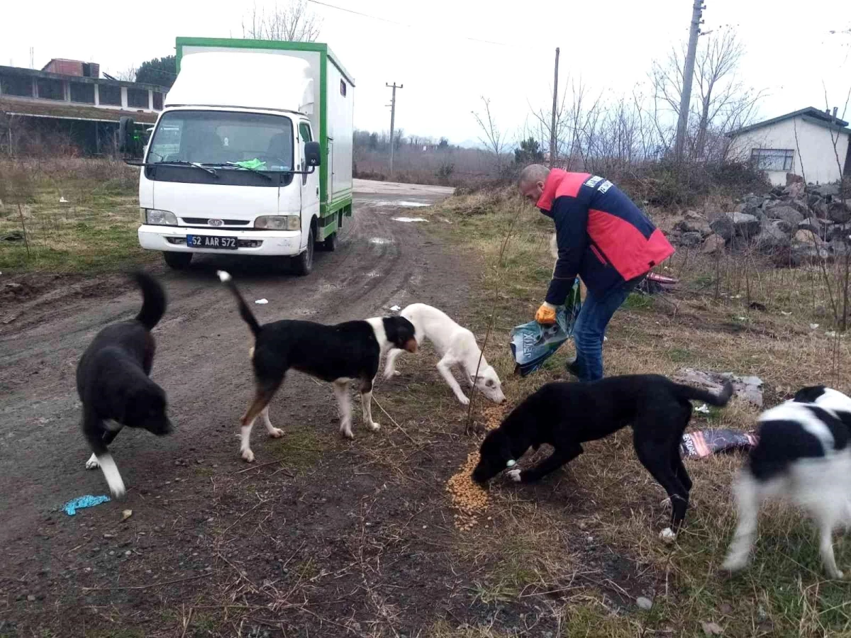 Ordu\'da sokaktaki can dostlara şefkatle yaklaşılıyor