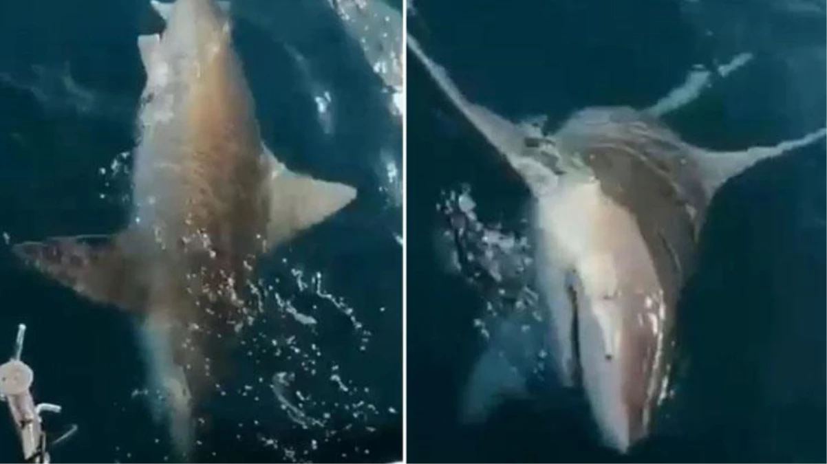 Antalya\'da oltaya 100 kilogram ağırlığında dev köpek balığı takıldı: Allah\'ım bu ne ya, jaws
