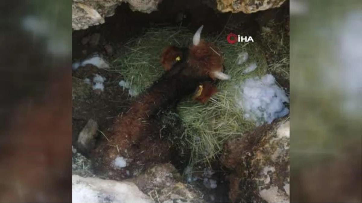 Bir haftadır kayıp olan inek çukura sıkışmış olarak bulundu