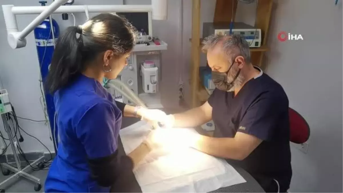 Bir yaşındaki muhabbet kuşunun yumurtası ameliyatla alındı