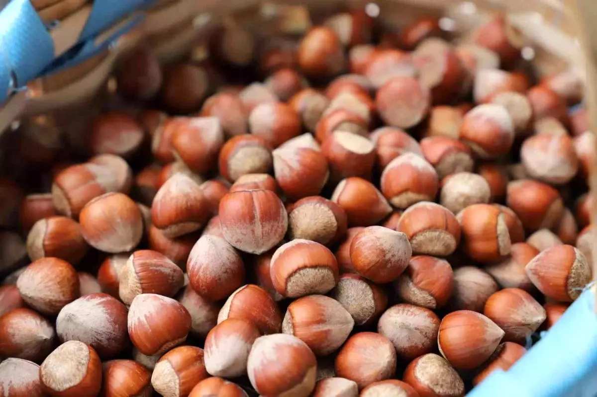 Giresun tombul fındığı artık Avrupa Birliği tescilli