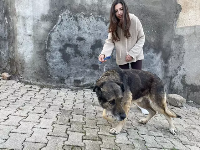Son dakika haber | Hatay'da komşuya ve köpeğe darp iddiasına gözaltı