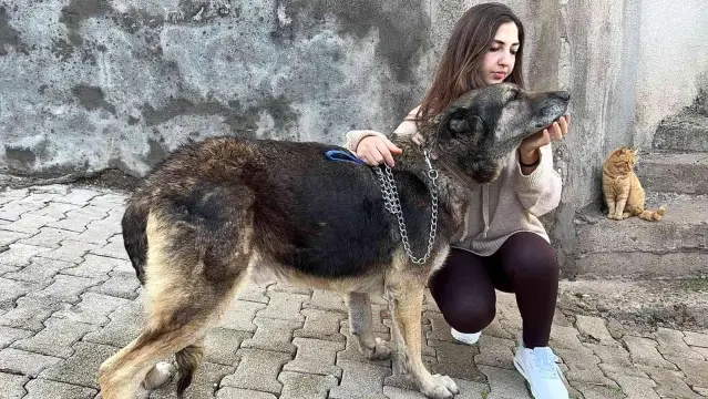 Komşusunun kızına ve köpeğine ağaç dalıyla saldırdı