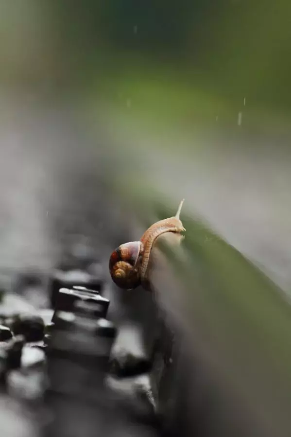Raylar üzerinde 15 yılda 21 kuş türü görüntüledi