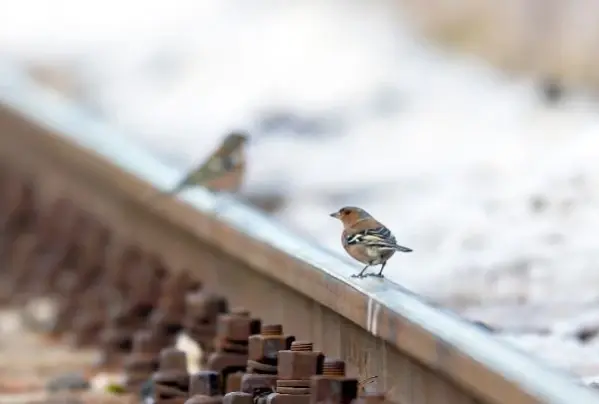 Raylar üzerinde 15 yılda 21 kuş türü görüntüledi
