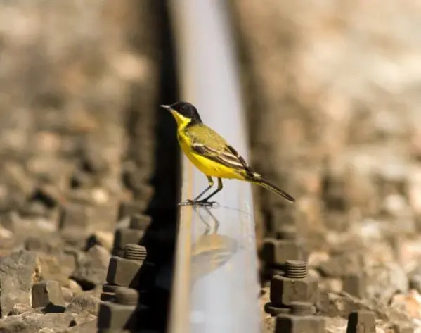 Raylar üzerinde 15 yılda 21 kuş türü görüntüledi
