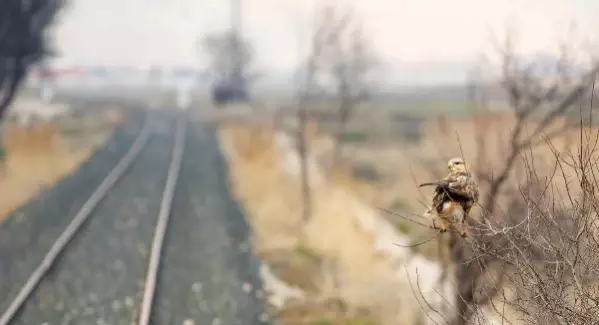 Raylar üzerinde 15 yılda 21 kuş türü görüntüledi