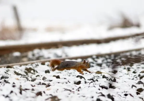 Raylar üzerinde 15 yılda 21 kuş türü görüntüledi