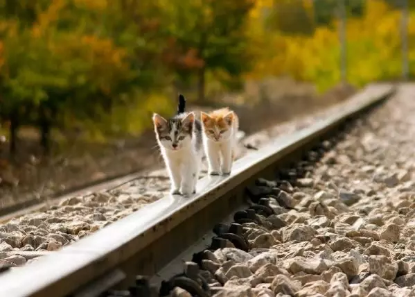 Raylar üzerinde 15 yılda 21 kuş türü görüntüledi
