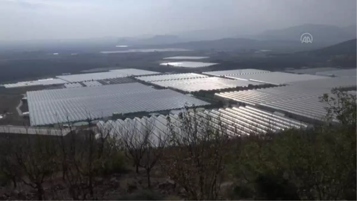 Türkiye 2023\'e kadar domatesten 1 milyar dolar gelir hedefliyor