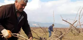 Antep karası üzümünde budama mesaisi başladı