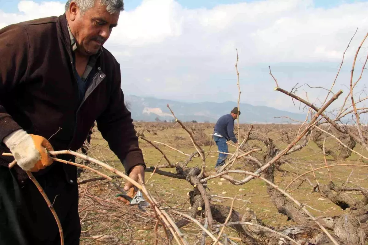 Antep karası üzümünde budama mesaisi başladı