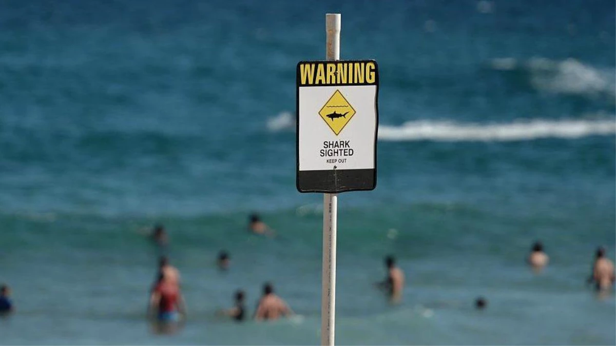 Sydney\'de 1963\'ten bu yana ilk kez bir yüzücü köpek balığı saldırısında öldü