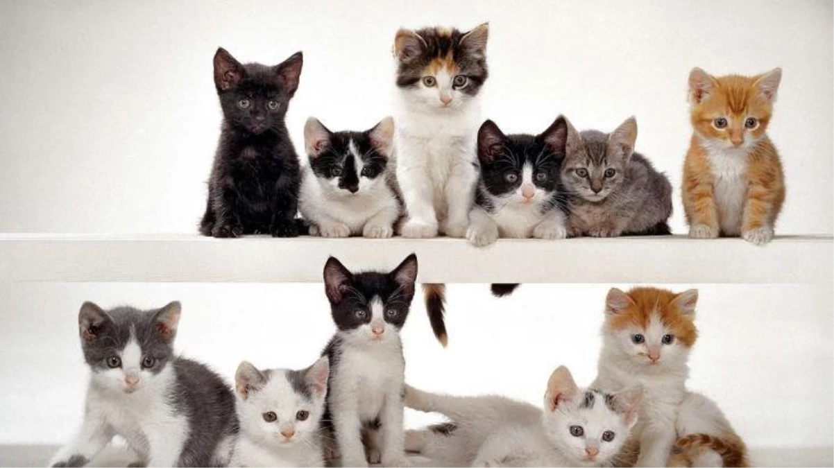 Bugün Dünya Kediler Günü! Peki Türkiye\'nin evcil hayvan karnesi nasıl? En yaygın kedi ismi hangisi?