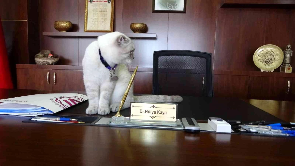 Dünya Kediler Günü\'nde kediler Kaymakam\'ı ziyaret etti, masasına oturdu