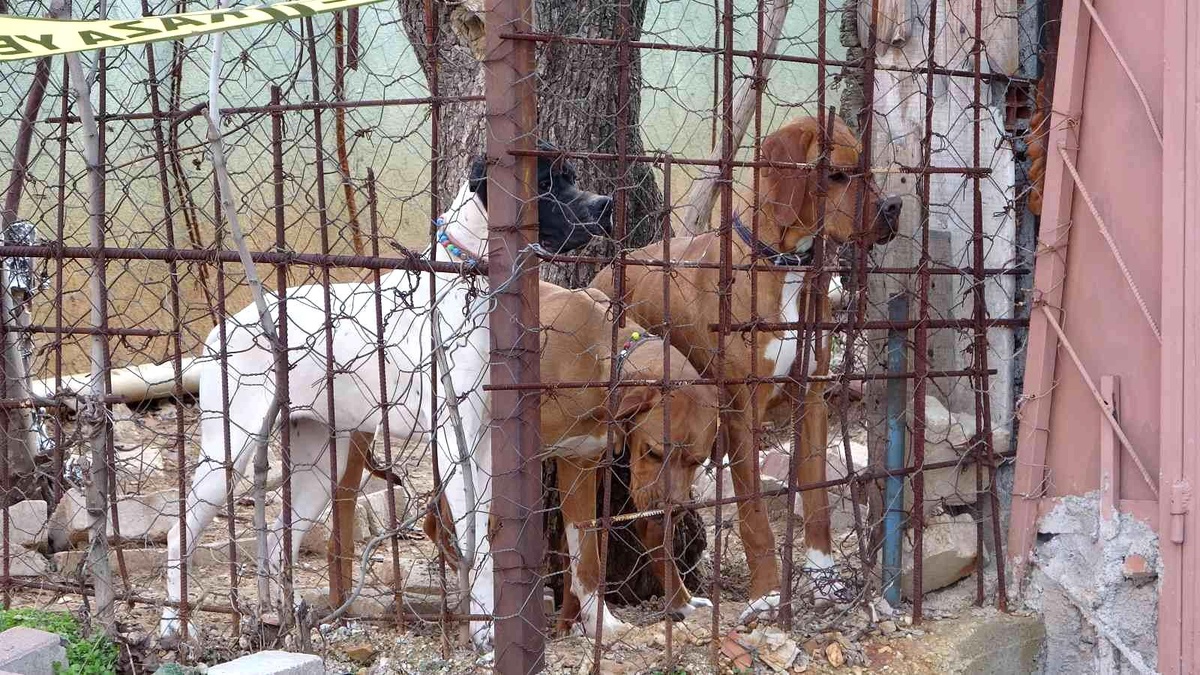 Komşuların köpek kavgasında kan aktı; 1 ağır yaralı