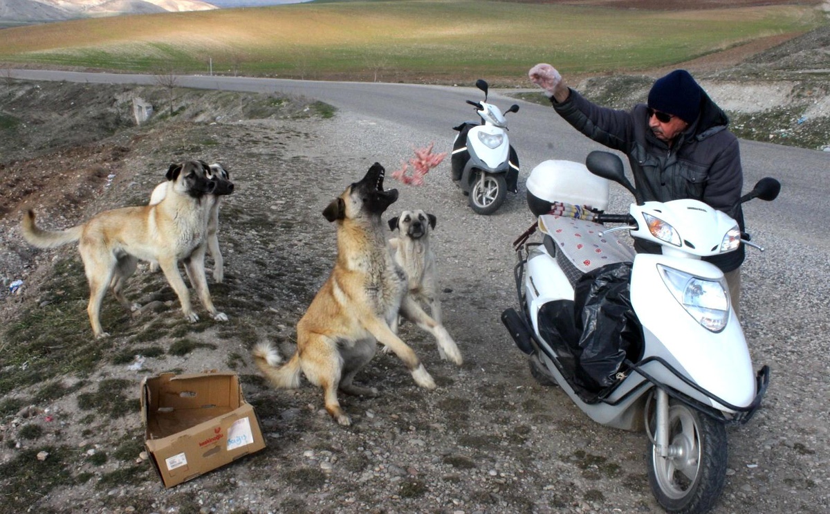 Köpekler onu korna sesinden tanıyor