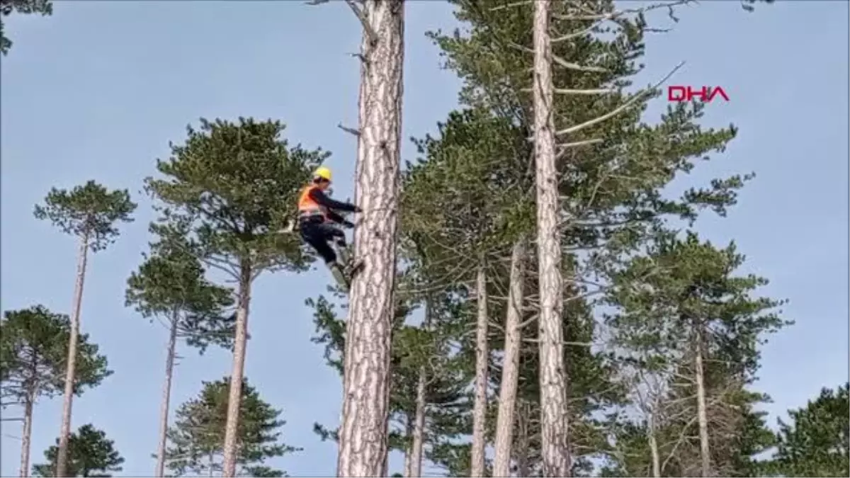 \'SİNCAP ADAMLAR\', KAZDAĞLARI\'NDAKİ 40 METRELİK AĞAÇLARI BUDUYORLAR