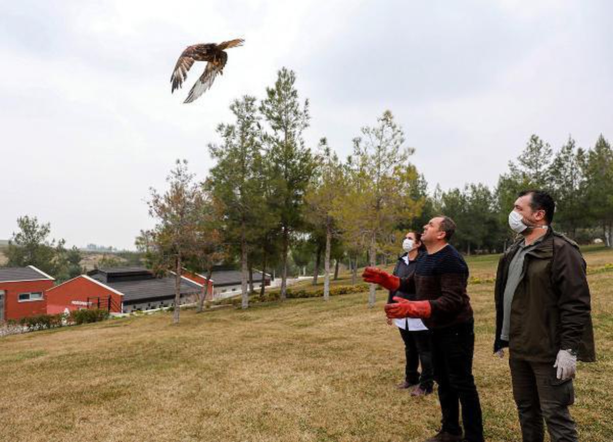 Tüfekle vurulan kızıl şahin, tedavi sonrası doğaya salındı