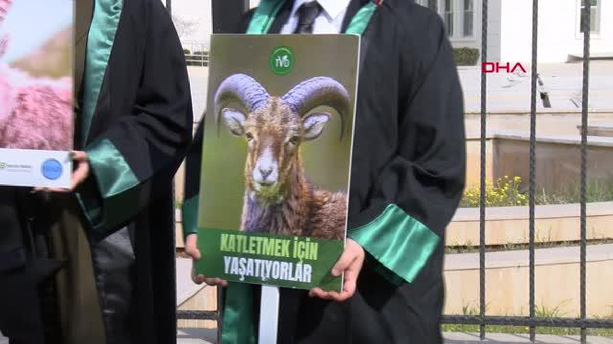 YABAN KEÇİSİ AVININ DURDURULMASI DAVASINDA KARAR TARAFLARA TEBLİĞ EDİLECEK