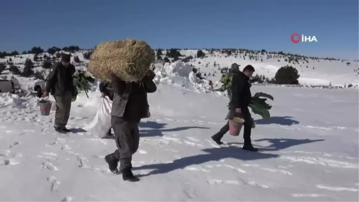 Mersin\'de yaban hayvanları için doğaya 84 ton yem bırakıldı