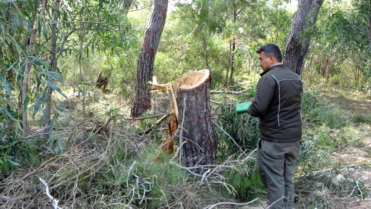 Sorgun Çamlığı\'nda ağaç katliamı iddiası jandarmayı harekete geçirdi