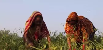 Bangladeşli kadınların biber kurutma mesaisi