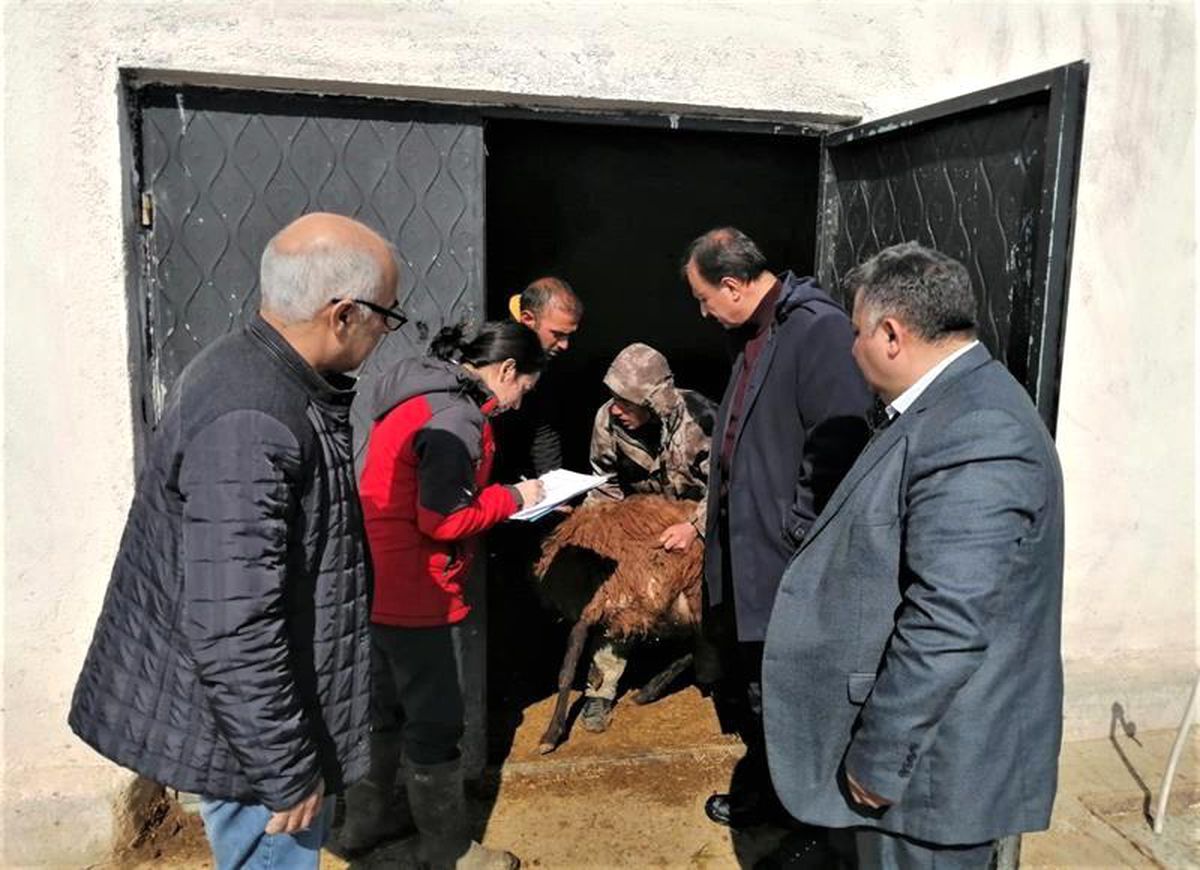 Iğdır'daki küçükbaş hayvan tespiti yapılıyor