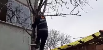 İpe takılınca ağaçta mahsur kalan kuşu itfaiye kurtardı