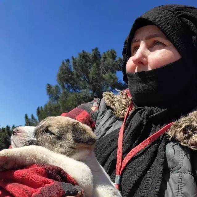 Köpeklerin beslenme alanına giren inekler, hayvanseverleri isyan etti