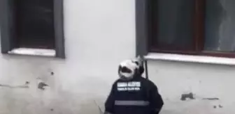 Omzuna çıkan kediyle sokakları süpürdü