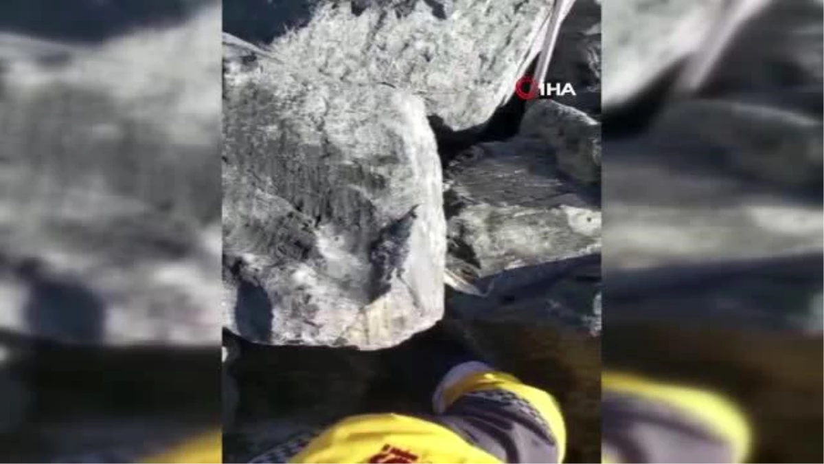 Samatya\'da kayalıklar arasına sıkışan köpek kurtarıldı