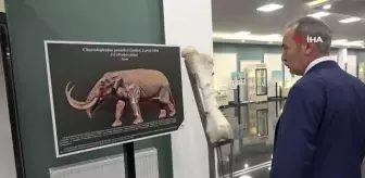 Tabiat Tarihi Müzesi ziyaretçilerini milyonlarca yıl öncesine götürüyor