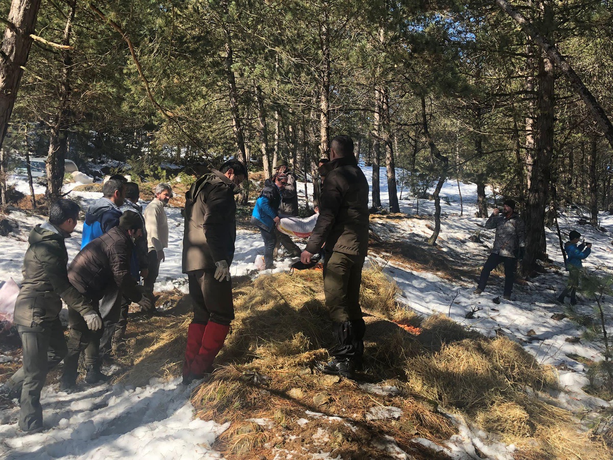 Bolu Dağı\'ndaki yılkı atları ve yaban hayvanlarına yem bırakıldı