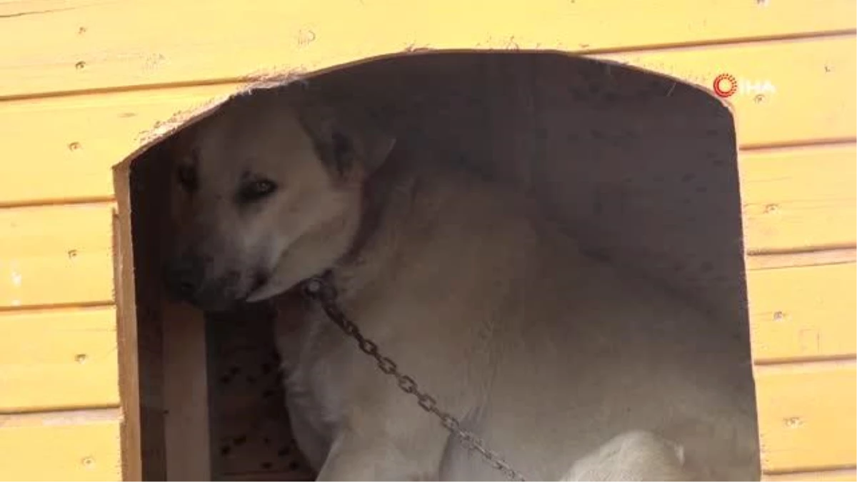 Boynu çöp kovasının demir halkasına sıkışan köpek kurtarıldı