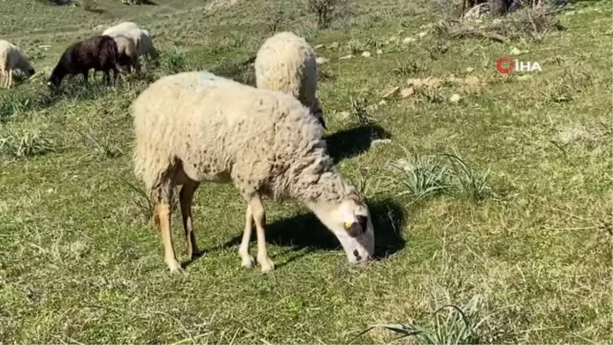 Çoban deyip geçmeyin... Koyun güderek 1000 dönüm arazi satın aldı