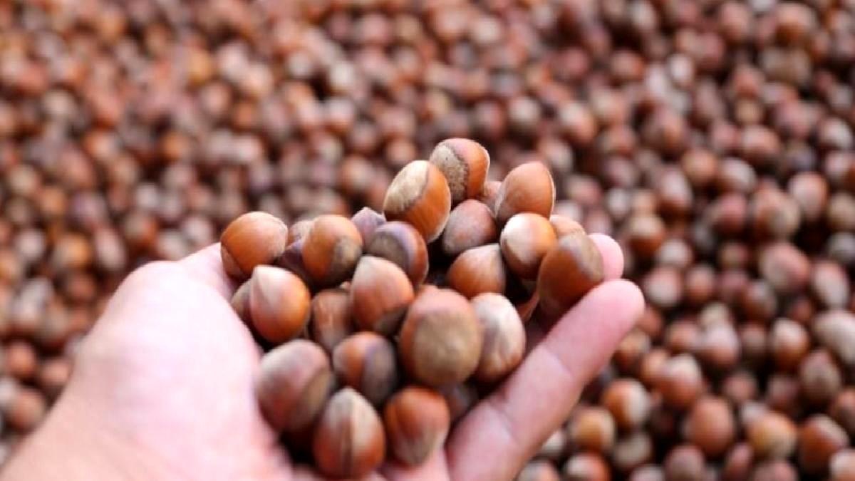Düzce\'den Ocak ayında 2 bin tondan fazla fındık ihraç edildi