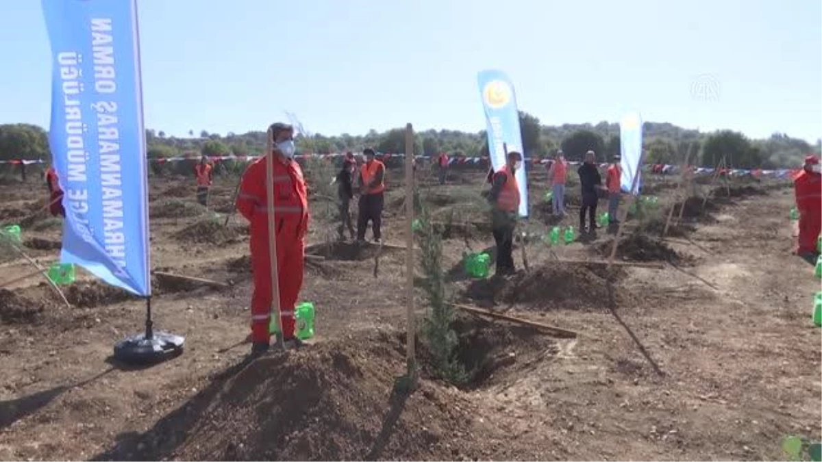KAHRAMANMARAŞ - Tayvan-Türkiye Dostluk Hatıra Ormanı\'na 30 bin fidan dikildi