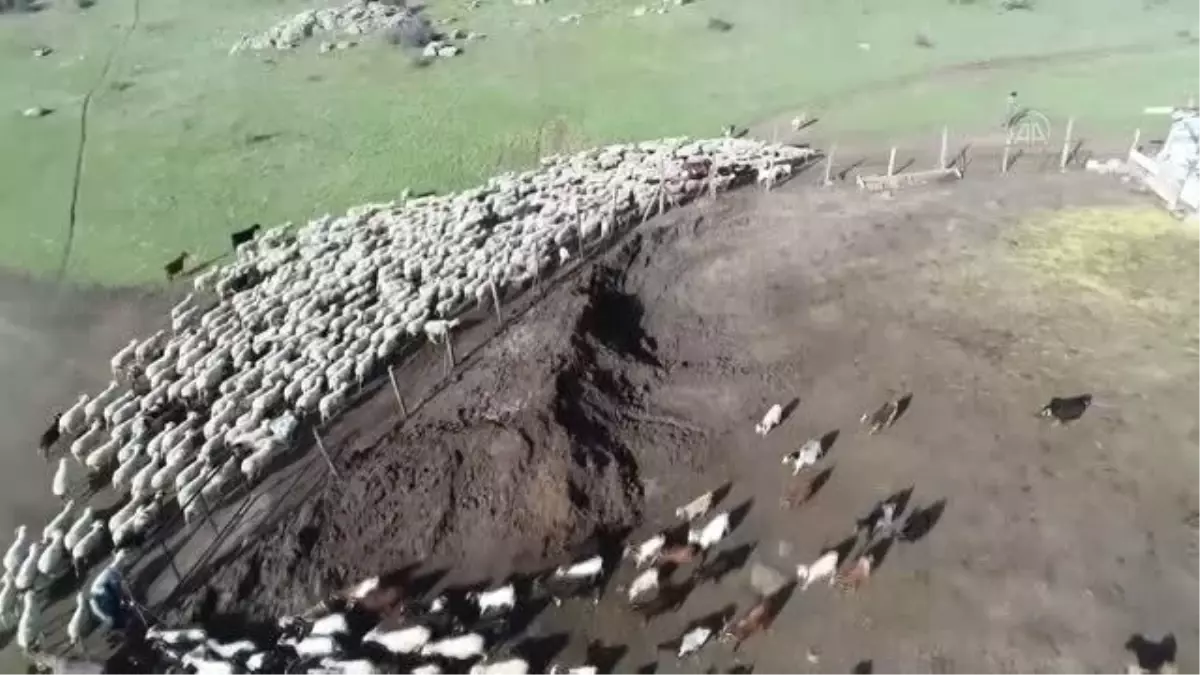 KIRKLARELİ - Besicilerin tatlı telaşı: Oğlak ve kuzular