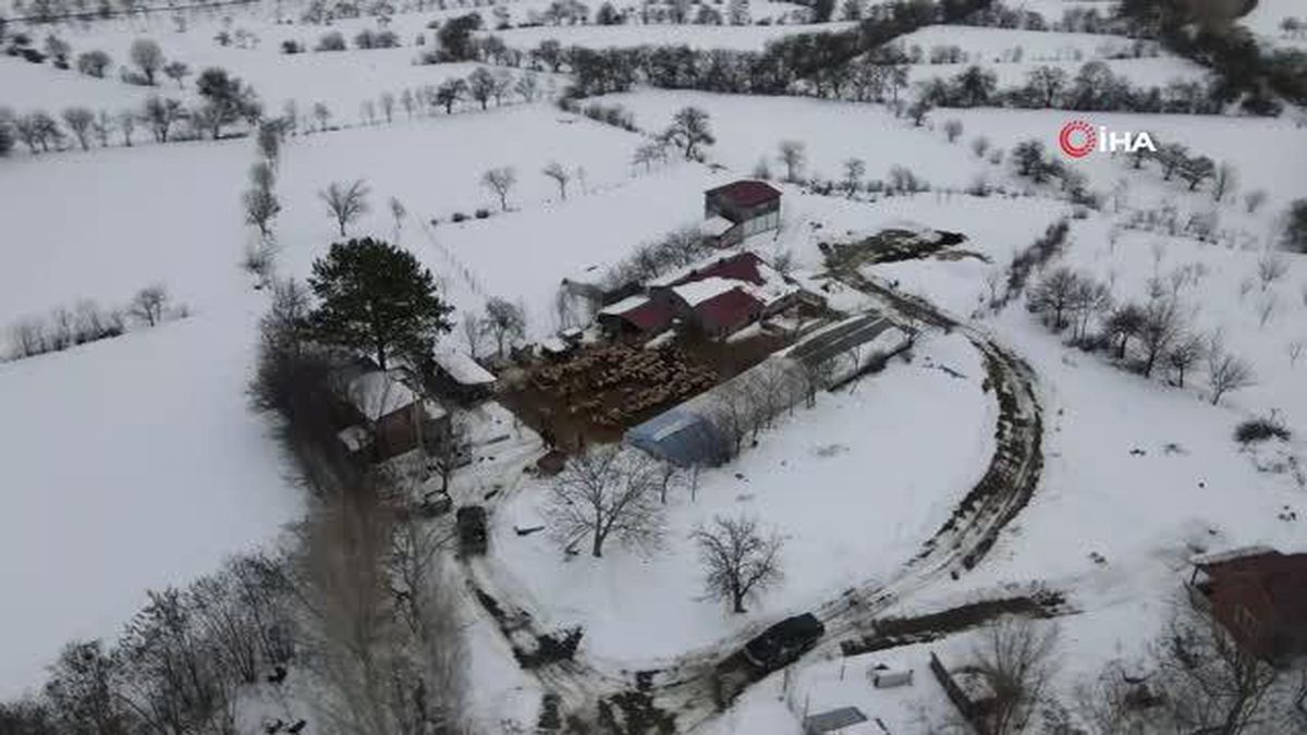 Soğuk kış günlerinde koyunların kuzulama dönemi devam ediyor