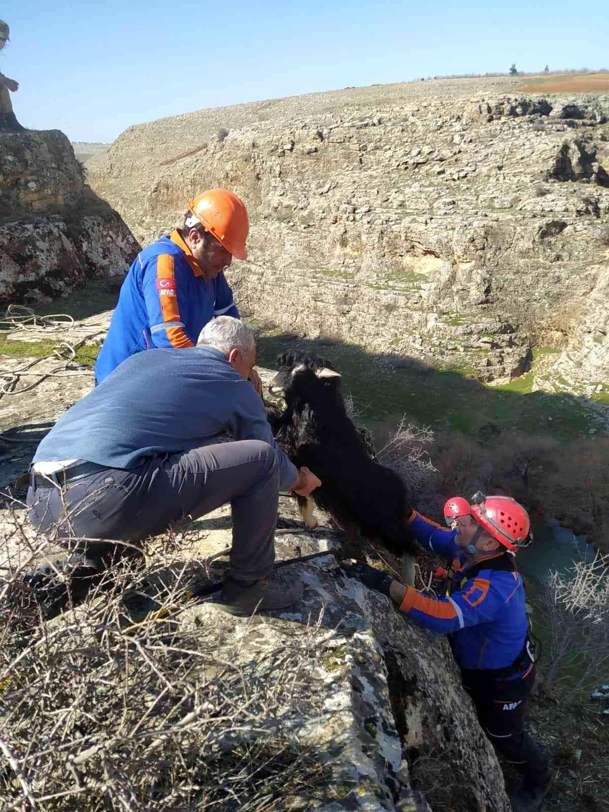 Uçurumda mahsur kalan keçileri AFAD kurtardı