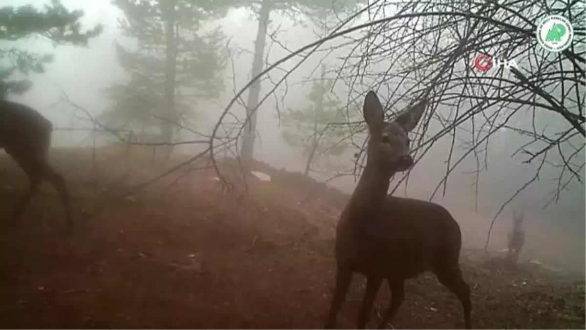 Yaban hayatı fotokapanlarla görüntülendi