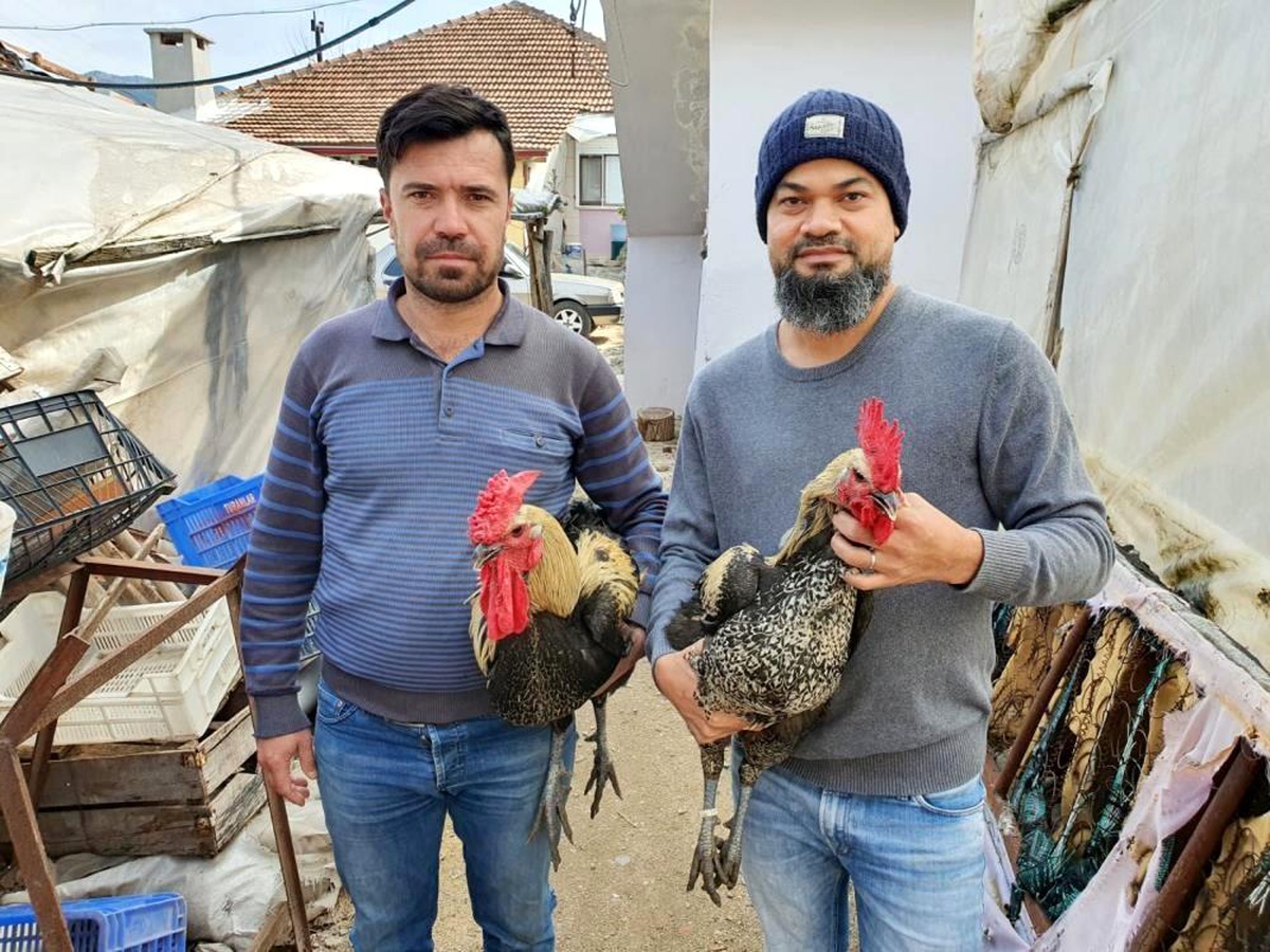 Denizli Horozunun yumurtası yurt dışına tanesi 50 TL\'ye satılıyor