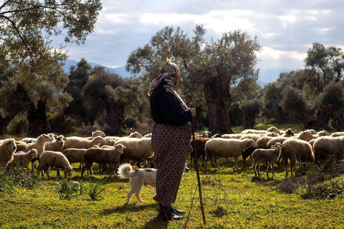 İzmir Büyükşehir Belediyesinden çiftçilere ücretsiz danışmanlık hizmeti