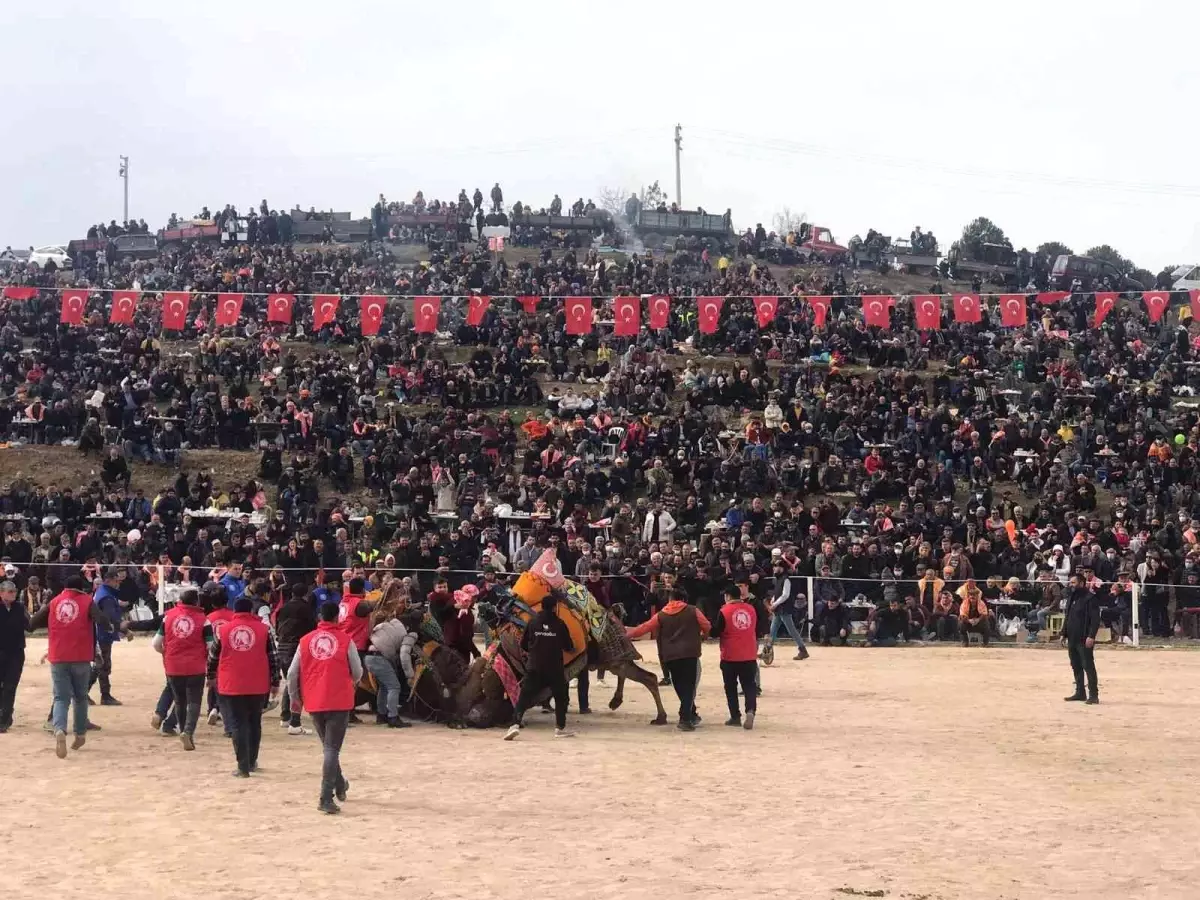 Son dakika! Kınık\'ta 32\'nci geleneksel deve güreşleri festivaline yoğun ilgi