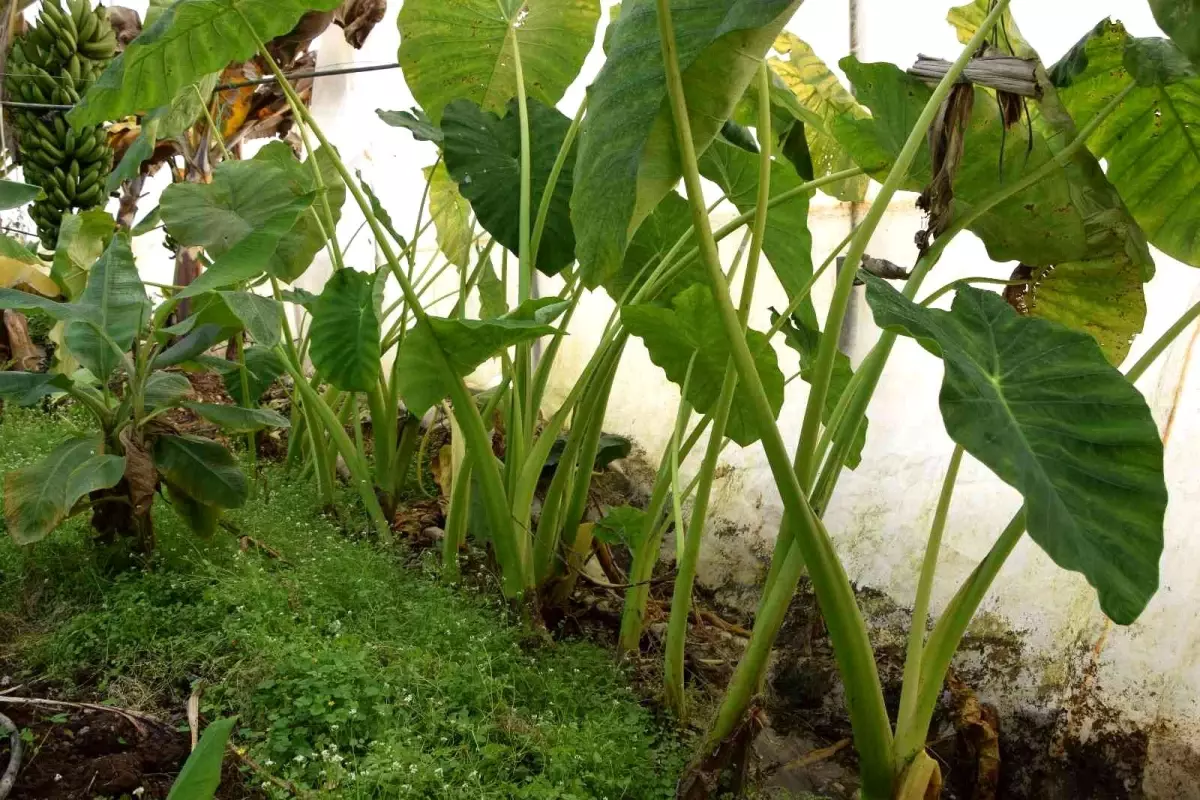 Muz üreticisi kilosu 10 TL\'ye alıcı bulan gölevezi yetiştirip ticaretini yapacak